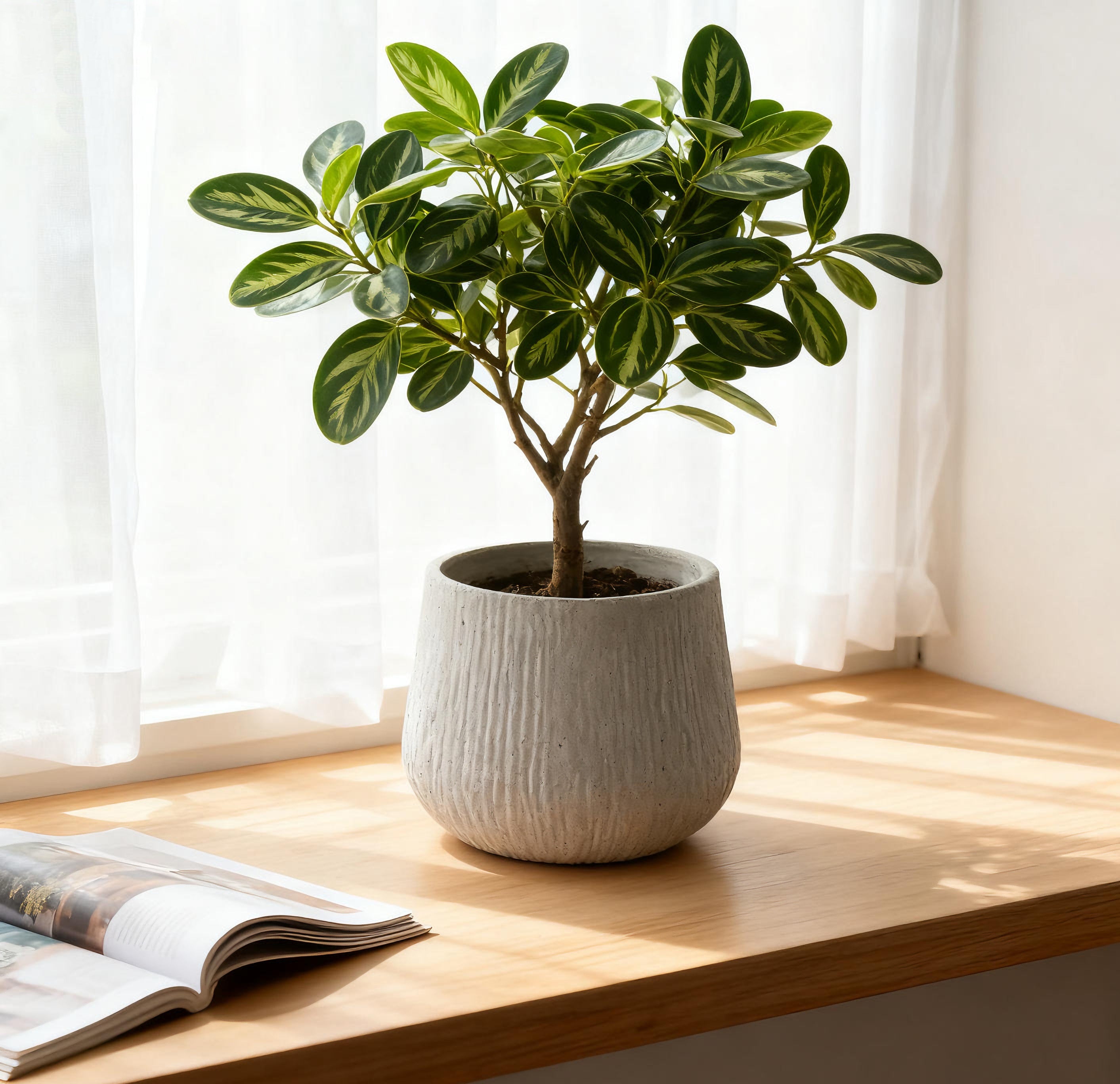 11Dia X 9.06 H Large Round Planters For Indoor Plants, Outdoor Planters With Drainage Holes, Magnesium Oxide Plant Pot W
